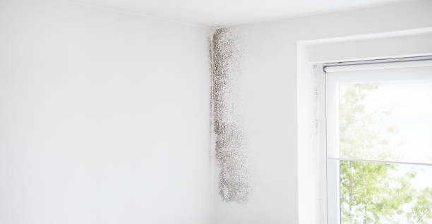 Best Black Mold Removal  in Salmon Brook, CT