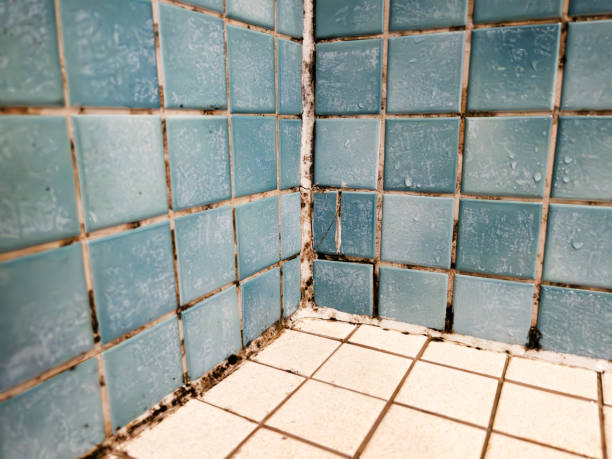 Best Mold Damage Restoration  in Salmon Brook, CT